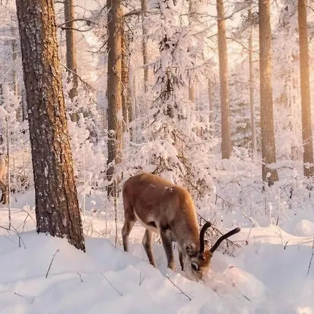 Scandinavian Dream Vikajarvi- Rovaniemi Maalaistalot *