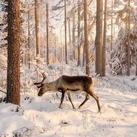 Maalaistalot Scandinavian Dream Vikajarvi- Rovaniemi