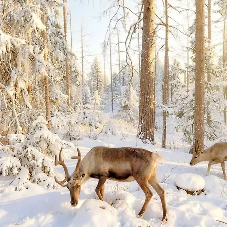 Scandinavian Dream Vikajarvi- Rovaniemi * Vikajärvi