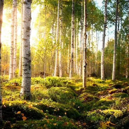 Maalaistalot Scandinavian Dream Vikajarvi- Rovaniemi *